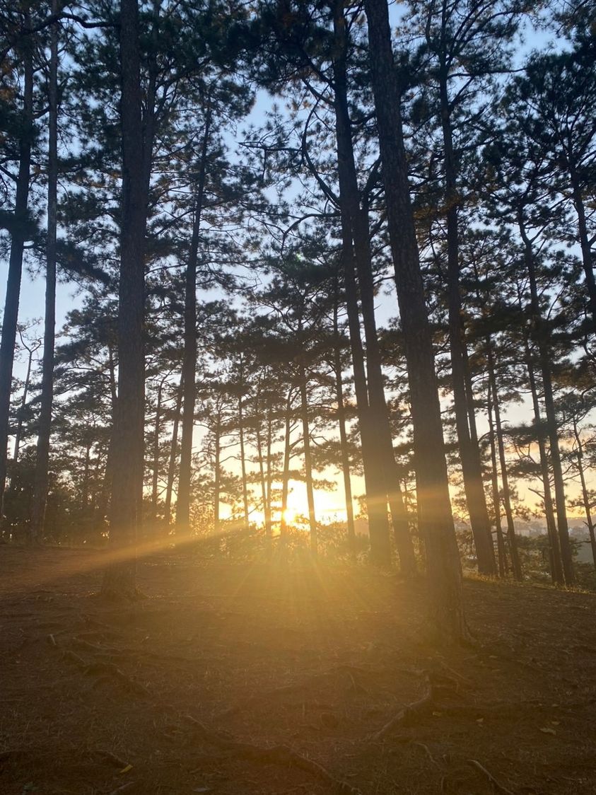 Có thể là hình ảnh về cây, chạng vạng và sương mù